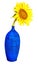 Sunflower on a blue vase isolated on white