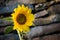 Sunflower with blurred stonewall on background