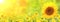 Sunflower on blurred sunny nature background. Horizontal agriculture summer banner with sunflowers field