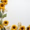 Sunflower border to make a lasting impression