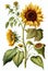 Sunflower Botanical Illustration, Sun Flowers Isolated, Sunflowers Abstract Generative AI Illustration