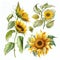 Sunflower Botanical Illustration, Sun Flowers Isolated, Sunflowers Abstract Generative AI Illustration