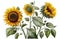 Sunflower Botanical Illustration, Sun Flowers Isolated, Sunflowers Abstract Generative AI Illustration