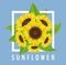 Sunflower bouquet with white frame and blue background