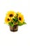 Sunflower Bouquet in Wooden Flowerpot on White Background