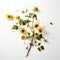 Sunflower Branch On White: Rinko Kawauchi Style With Bts Influence