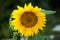 Sunflower bright colours bud close up