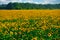 Sunflower - bright field with yellow flowers, beautiful summer landscape