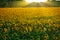 Sunflower - bright field with yellow flowers, beautiful summer landscape