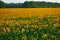 Sunflower - bright field with yellow flowers, beautiful summer landscape