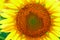 Sunflower - bright field with yellow flowers, beautiful summer landscape