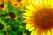 Sunflower - bright field with yellow flowers, beautiful summer landscape