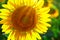 Sunflower - bright field with yellow flowers, beautiful summer landscape