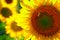 Sunflower - bright field with yellow flowers, beautiful summer landscape