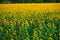 Sunflower - bright field with yellow flowers, beautiful summer landscape