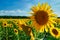 Sunflower - bright field with yellow flowers, beautiful summer landscape in sunset