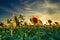 Sunflower - bright field with yellow flowers, beautiful summer landscape in sunset