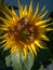 Sunflower in bright sunlight with three butterflies with outstretched wings