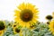 Sunflower among the bright weather, blue sky, and sunny day