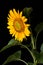 Sunflower, bright yellow flower isolated on black