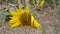 Sunflower broken by vandals is lying on ground, flower petals sway in the wind. Man harms nature, or environmental and