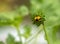 Sunflower bud