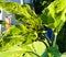 Sunflower bud close-up. Greenery on a summer day. Leaf veins close up. organic flora. Green background. Daylight