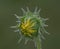 A Sunflower Bud On An Early Summer Morning