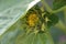 Sunflower bud that has just begun to open