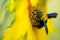 Sunflower and bumble bee on natural background