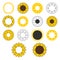 Sunflower bundle. Flat yellow flowers on white