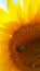 Sunflower with busy bee in macro