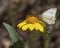 Sunflower Butterfly