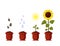 Sunflower cartoon grown in a flowerpot isolated on a white background. Summer agriculture flat style vector illustration