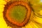 Sunflower Center Closeup
