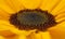Sunflower center macro backgound
