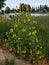 Sunflower Christmas tree summer blooms