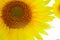 Sunflower circle big yellow flower warm Background