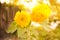 Sunflower circle big yellow flower warm. Background reflecting light from the sun. The concept of the hope of energy and