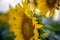 Sunflower circle big yellow flower warm Background reflective light from the sun concept of hope energy and enthusiasm