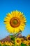 Sunflower with clear blue sky centered in the field