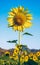 Sunflower with clear blue sky centered in the field