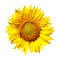 Sunflower with clipping path