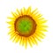 Sunflower; Clipping path