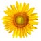 Sunflower with clipping path, on white background