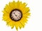Sunflower with clock