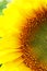 Sunflower close-up