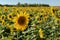 Sunflower close-up against the background of a field of sunflowers under a blue sky.