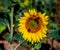 Sunflower close-up with bees. France. Provence.