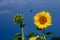 Sunflower close-up with bees. France. Provence.